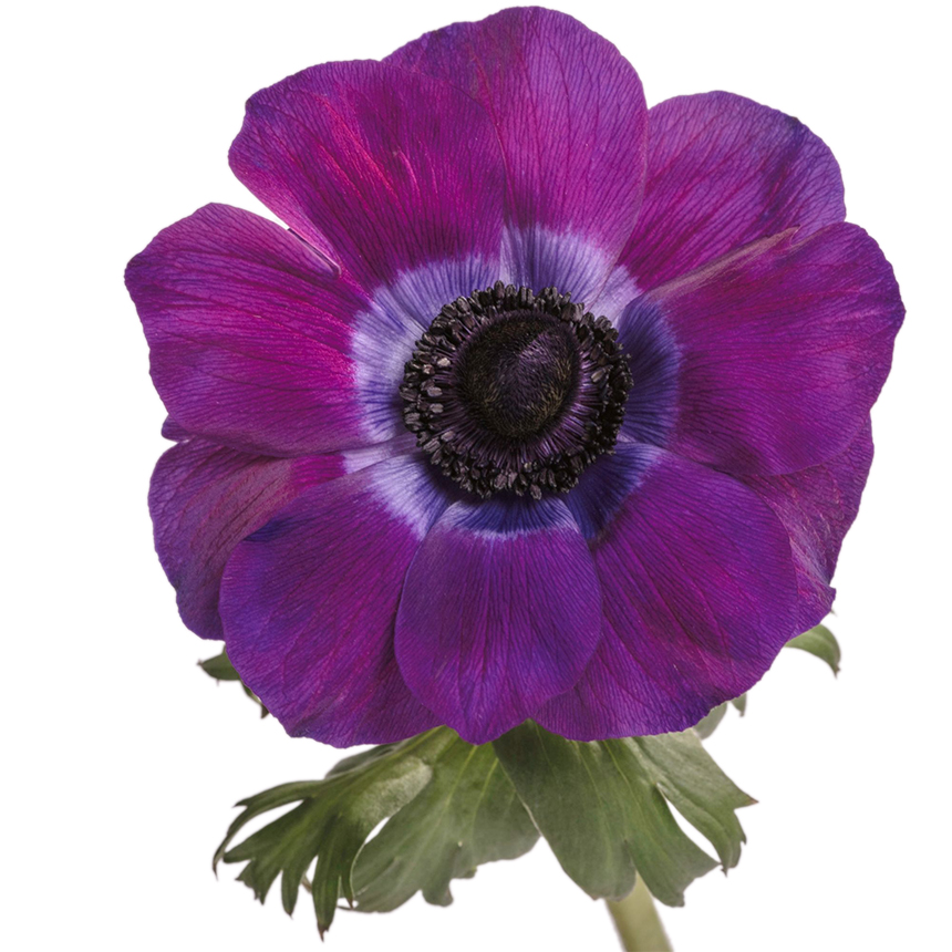 Viola