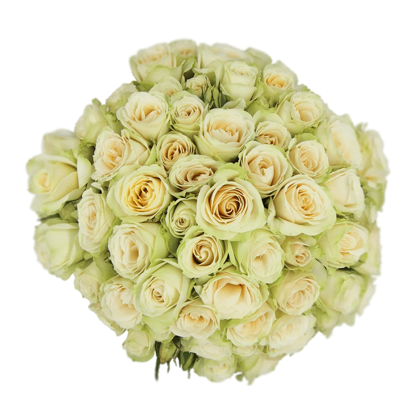 Cream Irishka