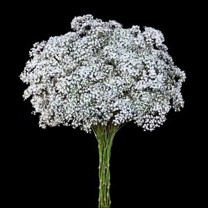 Gypsophila Galaxi