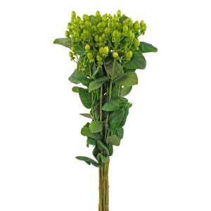 Hypericum Green