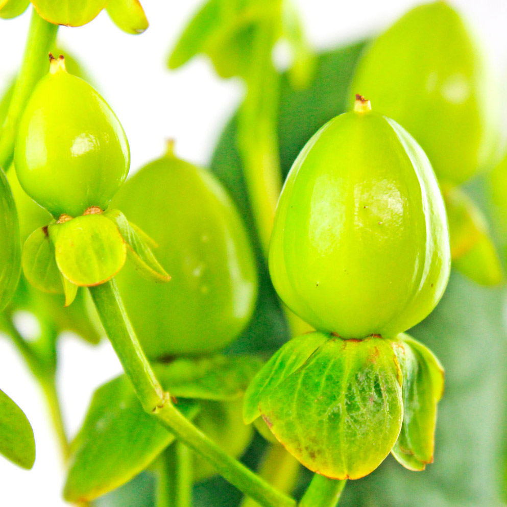 Green Close Up