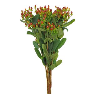 Hypericum Hot Pink