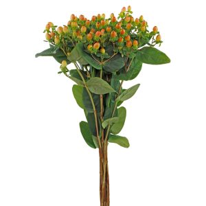 Hypericum Light Pink