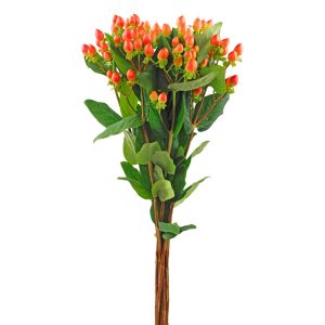 Hypericum Pink