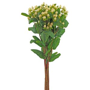 Hypericum White