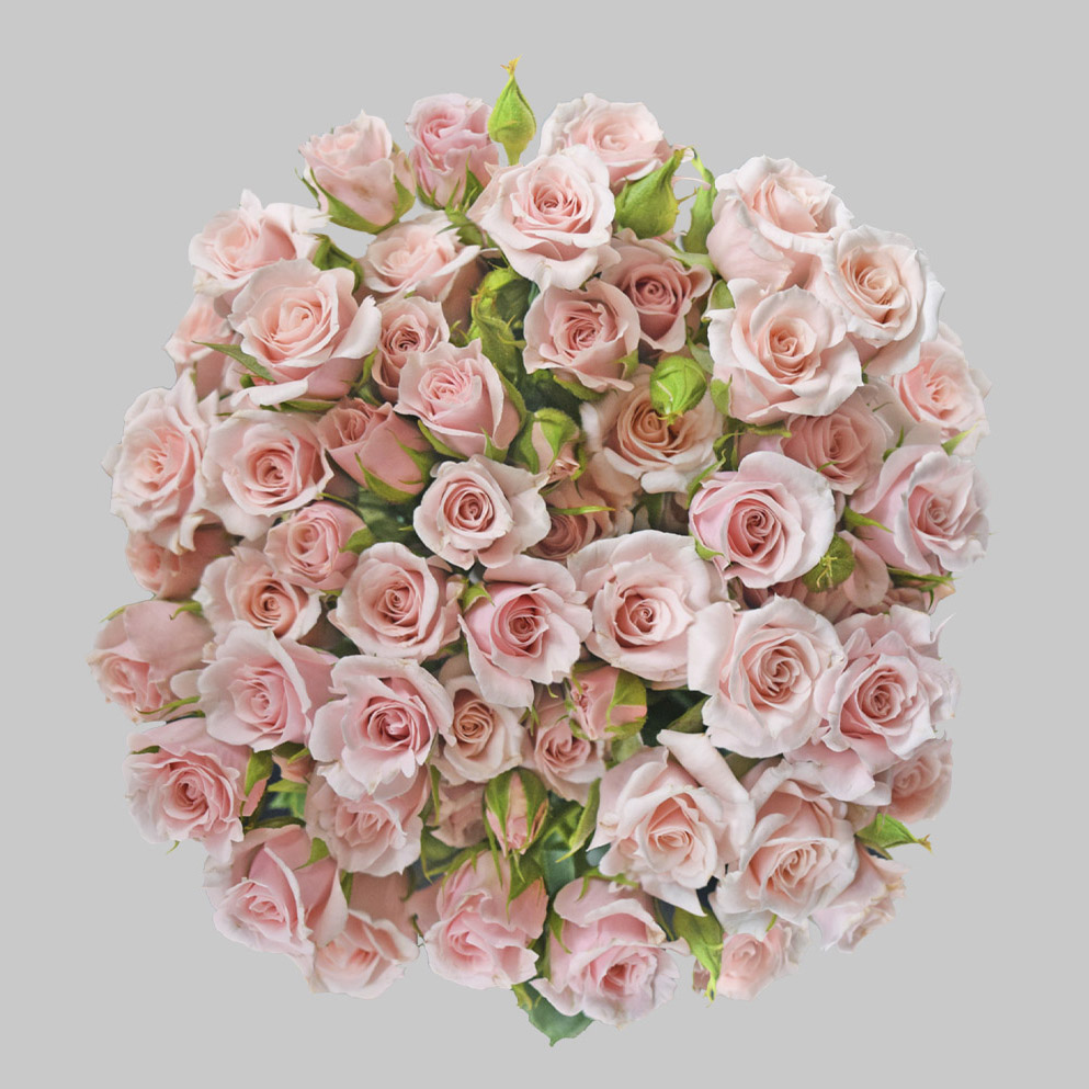 Majolika Pink