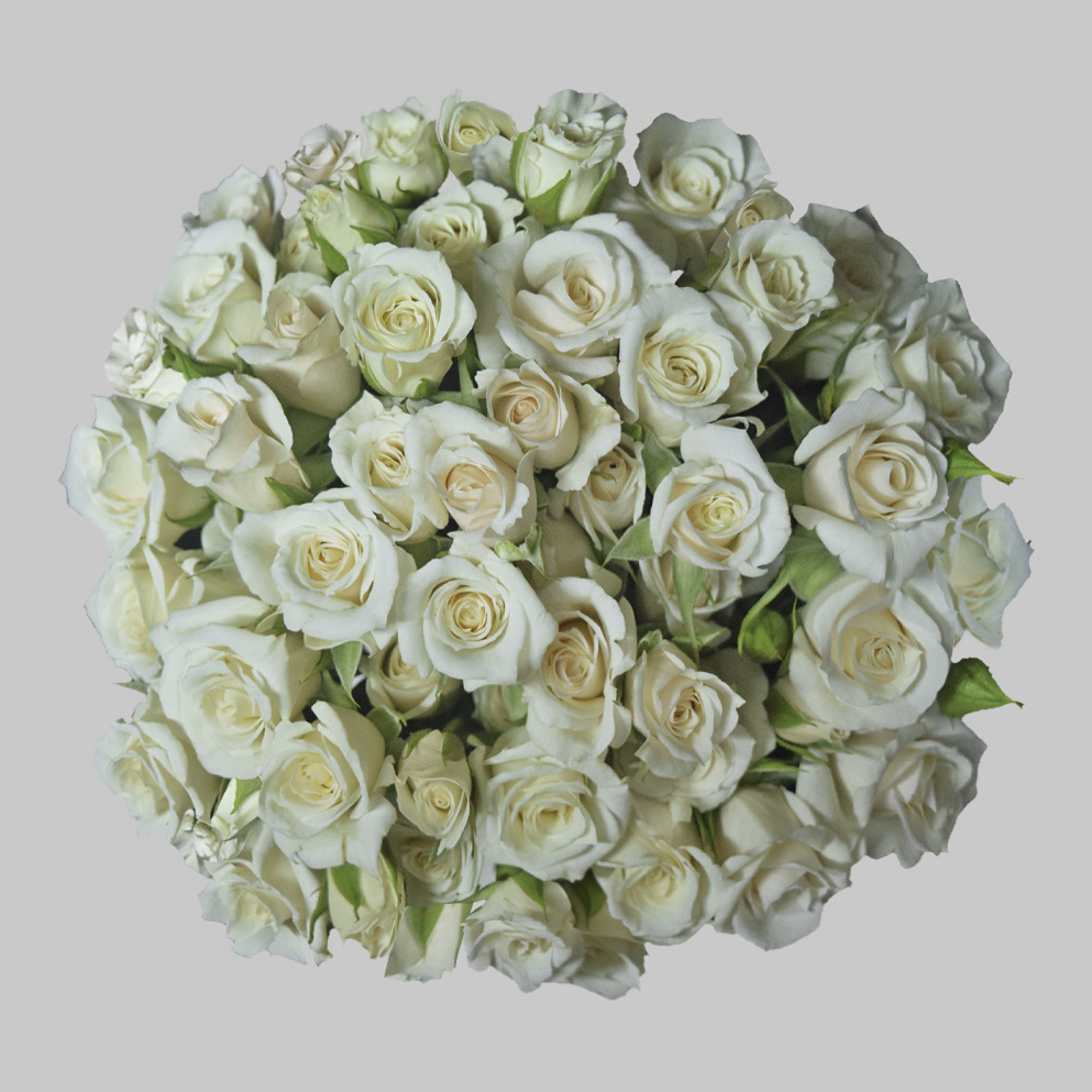 White Majolika