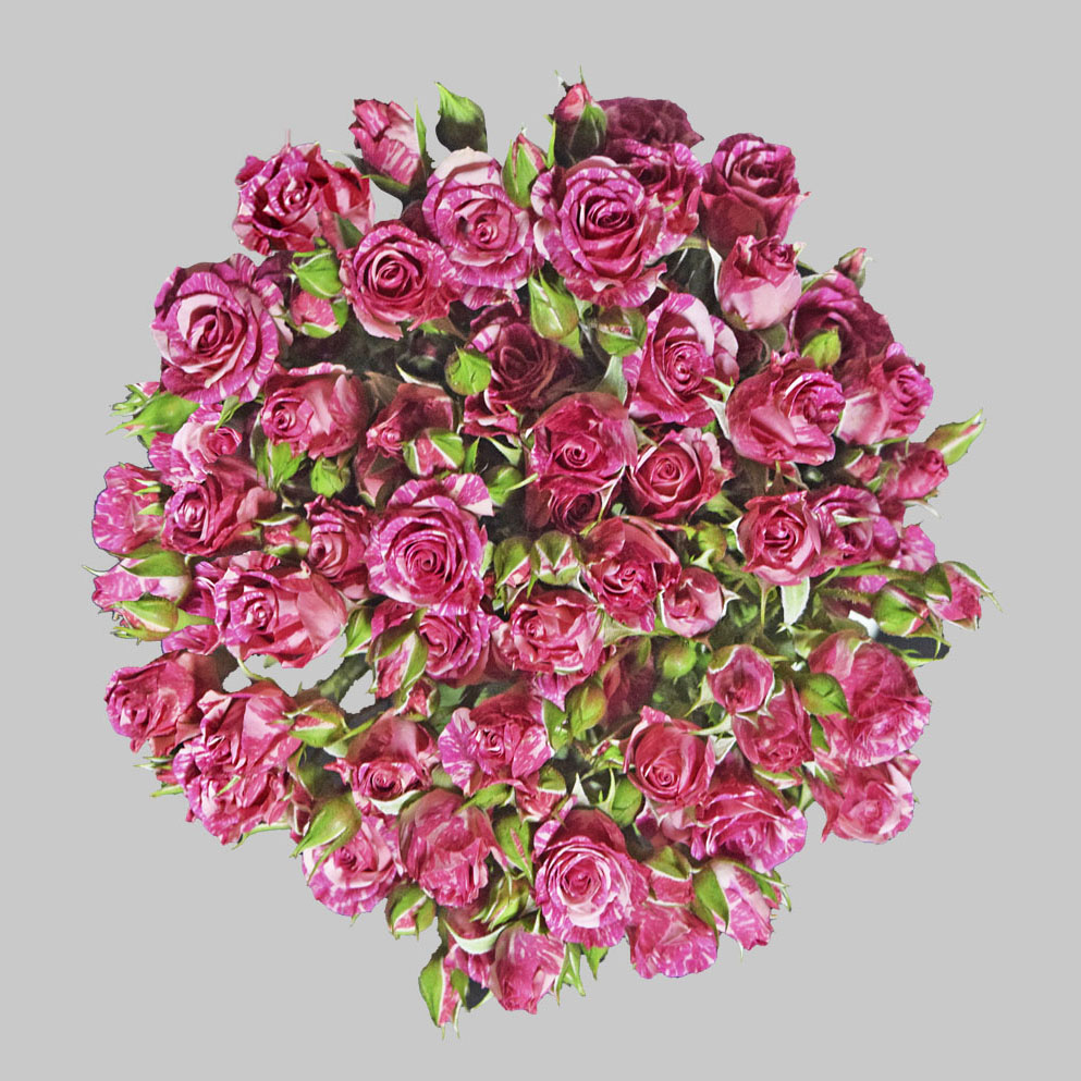 Pink Flash