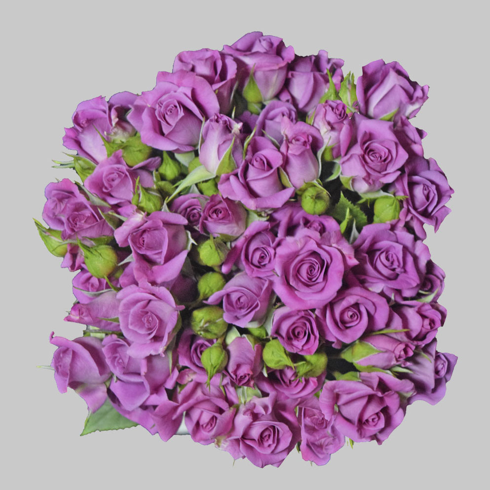 Purple Sky
