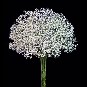 Gypsophila Xlence