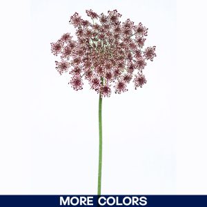 Ammi Majus