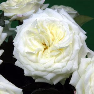 Alabaster® Alabaster
