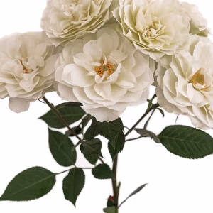 Blanche Spr