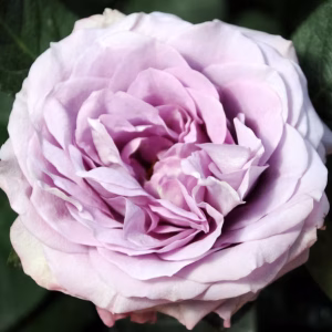 Lavender Bouquet®