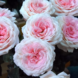 Mayra’s Bridal Pink®