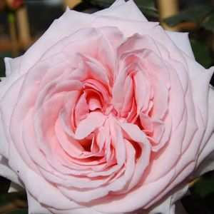 Pink O’Hara®