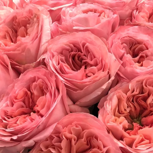 Pink X-pression