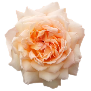 Princess Holly's Hope®