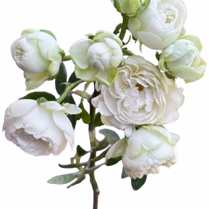 Princess Shiro (White) Spr