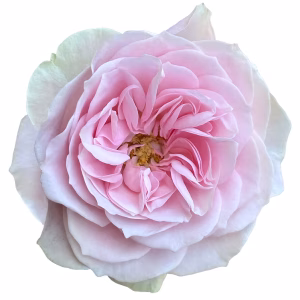 Rosa Pimpinella®