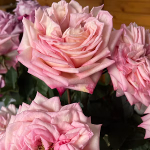 Rosa's Amazing Tea Rose