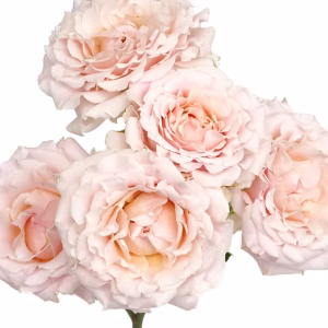 Wedding Rosever® Spr